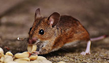 24 Hour & Emergency Exterminators in Pt Pleasant, WV